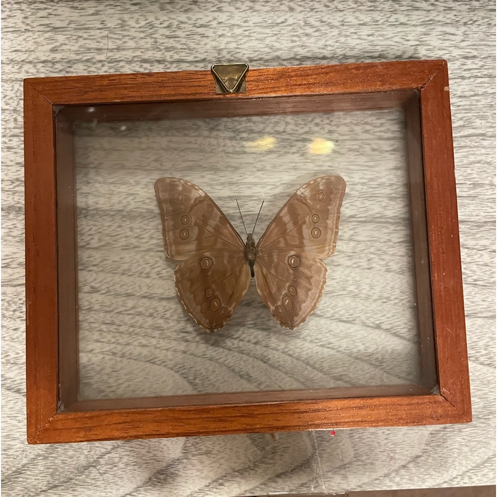 Butterfly - Picture 4 of 5